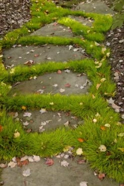 Dwarf Golden Sweet Flag - Acorus Gramineus 'Minimus Aureus' - 18 Count Flat Of Pint Pots -Flora Bloom Shop acorus gramineus minnimus aurea dwarf golden sweet flag 106