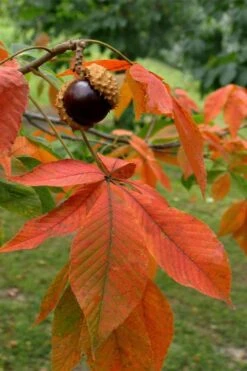 Ohio Buckeye (Aesculus Glabra) - 3 Gallon Pot 19 Ohio Buckeye (Aesculus Glabra) - 3 Gallon Pot -Flora Bloom Shop aesculus glabra ohio buckeye 11