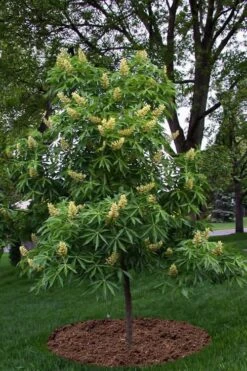 Ohio Buckeye (Aesculus Glabra) - 3 Gallon Pot 15 Ohio Buckeye (Aesculus Glabra) - 3 Gallon Pot -Flora Bloom Shop aesculus glabra ohio buckeye 12