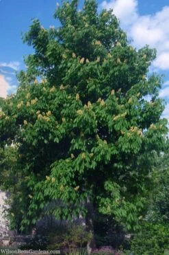 Ohio Buckeye (Aesculus Glabra) - 3 Gallon Pot 16 Ohio Buckeye (Aesculus Glabra) - 3 Gallon Pot -Flora Bloom Shop aesculus glabra ohio buckeye 2