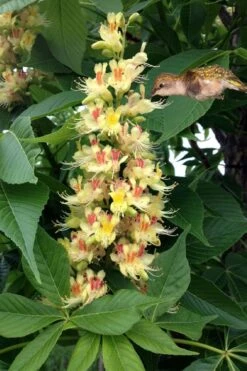 Ohio Buckeye (Aesculus Glabra) - 3 Gallon Pot 13 Ohio Buckeye (Aesculus Glabra) - 3 Gallon Pot -Flora Bloom Shop aesculus glabra ohio buckeye 9