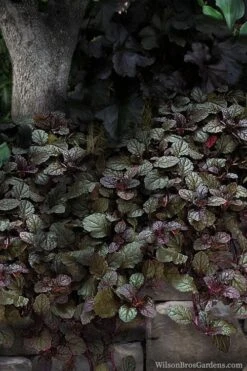 Bronze Beauty Ajuga (Bugleweed) - 5 Pack Of Quart Pots -Flora Bloom Shop ajuga bronze beauty 30 1