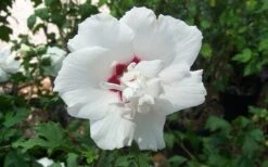 Morning Star Rose Of Sharon (Althea) - Hibiscus Syriacus - 3 Gallon Pot -Flora Bloom Shop altheamorningstar