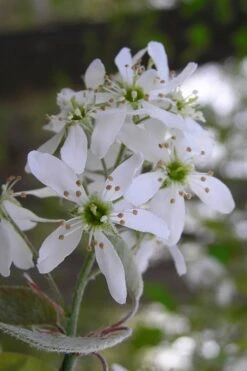 Autumn Brilliance Serviceberry Tree - 1 Gallon Pot -Flora Bloom Shop amelanchier grandiflora autumn brilliance serviceberry 1