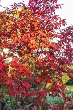 Autumn Brilliance Serviceberry Tree - 1 Gallon Pot -Flora Bloom Shop amelanchier grandiflora autumn brilliance serviceberry 3