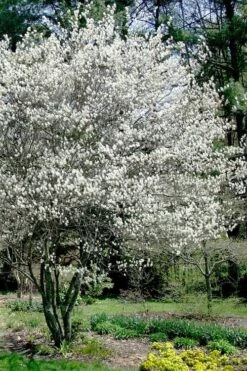 Autumn Brilliance Serviceberry Tree - 1 Gallon Pot -Flora Bloom Shop amelanchier grandiflora autumn brilliance serviceberry 5