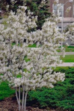 Autumn Brilliance Serviceberry Tree - 1 Gallon Pot -Flora Bloom Shop amelanchier grandiflora autumn brilliance serviceberry 6