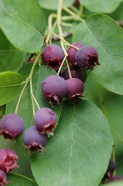 Autumn Brilliance Serviceberry Tree - 1 Gallon Pot -Flora Bloom Shop amelanchier grandiflora autumn brilliance serviceberry 8