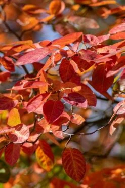 Autumn Brilliance Serviceberry Tree - 1 Gallon Pot -Flora Bloom Shop amelanchier grandiflora autumn brilliance serviceberry 9