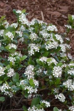 Low Scape Mound Aronia - 3 Gallon Pot -Flora Bloom Shop aronia low scape mound 10