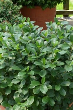 Low Scape Mound Aronia - 3 Gallon Pot -Flora Bloom Shop aronia low scape mound 13