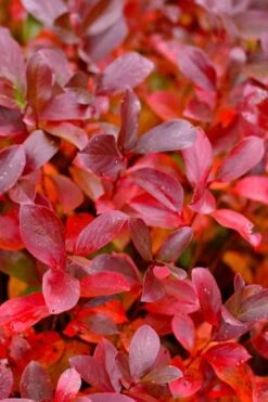 Low Scape Mound Aronia - 3 Gallon Pot -Flora Bloom Shop aronia low scape mound 15