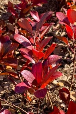 Low Scape Mound Aronia - 3 Gallon Pot -Flora Bloom Shop aronia low scape mound 3