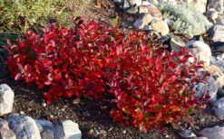 Low Scape Mound Aronia - 3 Gallon Pot -Flora Bloom Shop aronia low scape mound 7