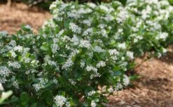 Low Scape Mound Aronia - 3 Gallon Pot -Flora Bloom Shop aronia low scape mound aronia 2