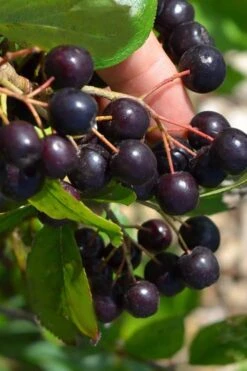 Autumn Magic Aronia (Black Chokeberry) - 3 Gallon Pot -Flora Bloom Shop aronia melanocarpa autumn magic black chokeberry 2