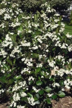 Autumn Magic Aronia (Black Chokeberry) - 3 Gallon Pot -Flora Bloom Shop aronia melanocarpa autumn magic black chokeberry 3