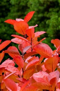 Black Chokeberry Bush (Aronia Melanocarpa ) - 3 Gallon Pot 17 Black Chokeberry Bush (Aronia Melanocarpa ) - 3 Gallon Pot -Flora Bloom Shop aronia melanocarpa black chokeberry bush 10