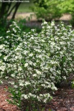 Black Chokeberry Bush (Aronia Melanocarpa ) - 3 Gallon Pot 14 Black Chokeberry Bush (Aronia Melanocarpa ) - 3 Gallon Pot -Flora Bloom Shop aronia melanocarpa black chokeberry bush 11