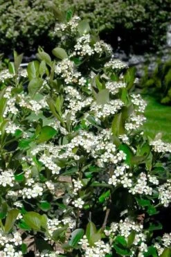 Black Chokeberry Bush (Aronia Melanocarpa ) - 3 Gallon Pot 19 Black Chokeberry Bush (Aronia Melanocarpa ) - 3 Gallon Pot -Flora Bloom Shop aronia melanocarpa black chokeberry bush 2
