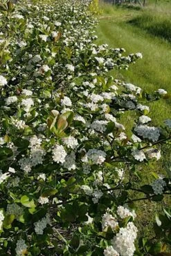 Black Chokeberry Bush (Aronia Melanocarpa ) - 3 Gallon Pot 18 Black Chokeberry Bush (Aronia Melanocarpa ) - 3 Gallon Pot -Flora Bloom Shop aronia melanocarpa black chokeberry bush 4