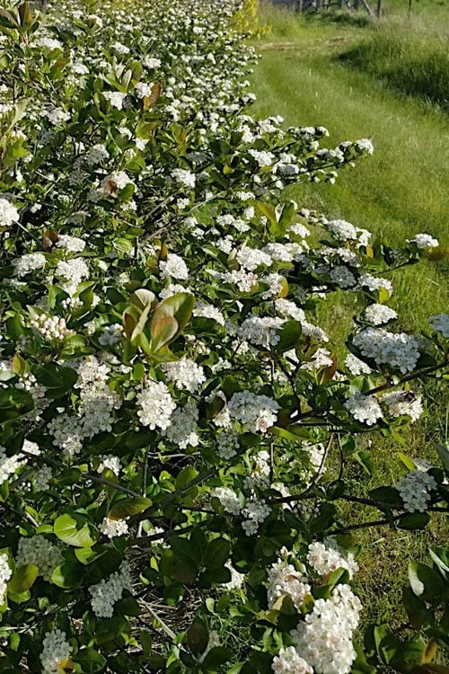 Black Chokeberry Bush (Aronia Melanocarpa ) - 3 Gallon Pot 9 Black Chokeberry Bush (Aronia Melanocarpa ) - 3 Gallon Pot - Image 9