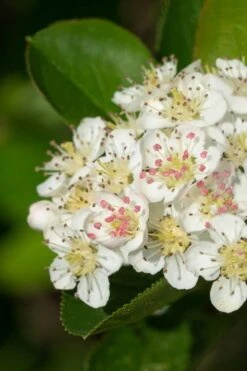 Black Chokeberry Bush (Aronia Melanocarpa ) - 3 Gallon Pot 13 Black Chokeberry Bush (Aronia Melanocarpa ) - 3 Gallon Pot -Flora Bloom Shop aronia melanocarpa black chokeberry bush 6