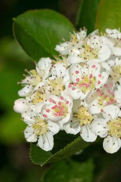Black Chokeberry Bush (Aronia Melanocarpa ) - 3 Gallon Pot 4 Black Chokeberry Bush (Aronia Melanocarpa ) - 3 Gallon Pot - Image 4