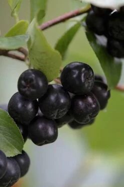 Low Scape Mound Aronia - 3 Gallon Pot -Flora Bloom Shop aronia melanocarpa black chokeberry bush 7 1
