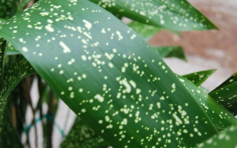 Spek-tacular Cast Iron Plant - 3 Gallon Pot 6 Spek-tacular Cast Iron Plant - 3 Gallon Pot - Image 6