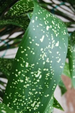 Spek-tacular Cast Iron Plant - 3 Gallon Pot 10 Spek-tacular Cast Iron Plant - 3 Gallon Pot -Flora Bloom Shop aspidistra spek tacular cast iron plant 103