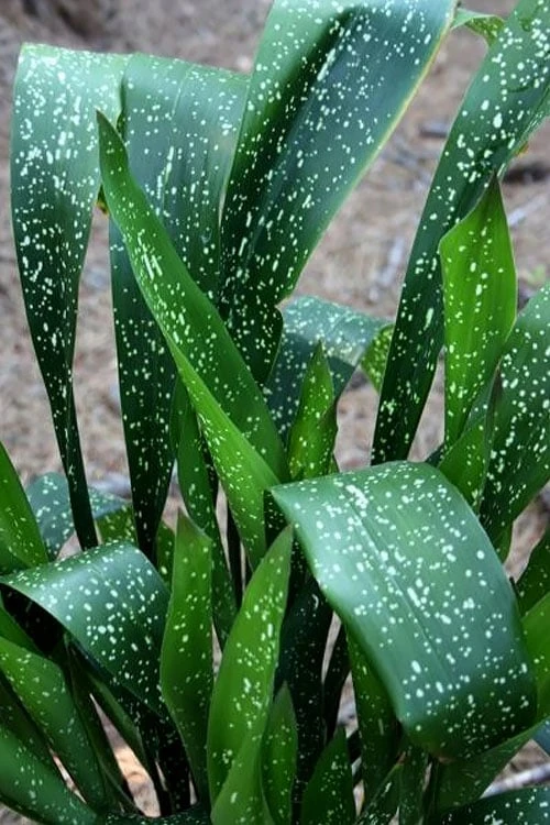 Spek-tacular Cast Iron Plant - 3 Gallon Pot 1 Spek-tacular Cast Iron Plant - 3 Gallon Pot