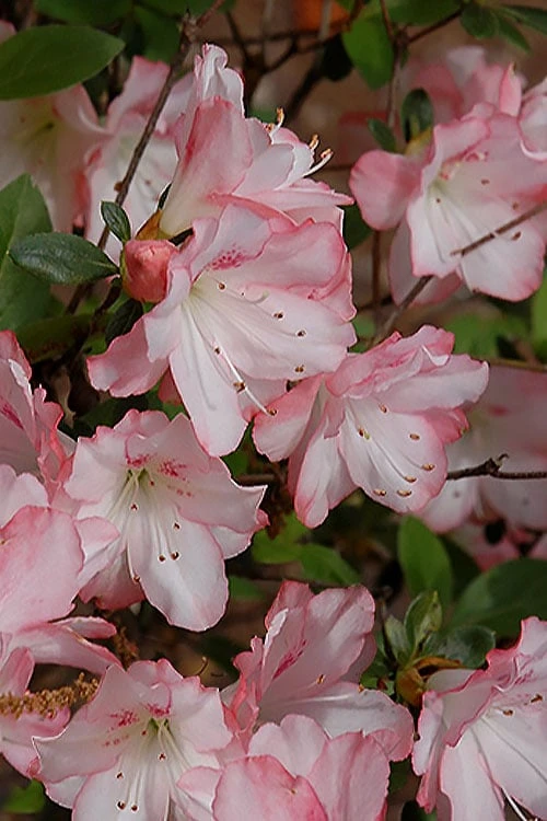 Amy Azalea - 3 Gallon Pot 1 Amy Azalea - 3 Gallon Pot