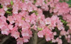 Amy Azalea - 3 Gallon Pot 8 Amy Azalea - 3 Gallon Pot -Flora Bloom Shop azalea amy 8