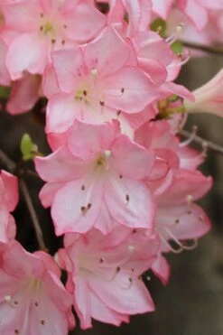 Amy Azalea - 3 Gallon Pot 9 Amy Azalea - 3 Gallon Pot -Flora Bloom Shop azalea amy 9