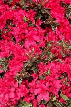 Arctic Rose Azalea - 3 Gallon Pot -Flora Bloom Shop azalea arctic rose 3