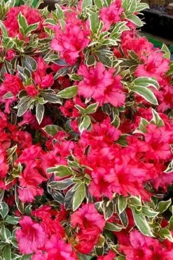 Arctic Rose Azalea - 3 Gallon Pot -Flora Bloom Shop azalea arctic rose 5