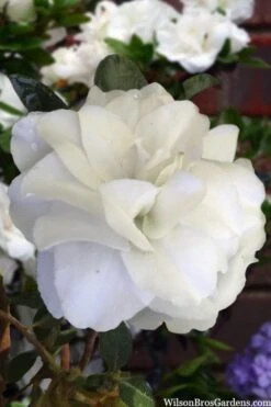 Snowball Bloom 'N Again Azalea - 2 Gallon Pot 9 Snowball Bloom 'N Again Azalea - 2 Gallon Pot -Flora Bloom Shop azalea bloom n again snowball 13