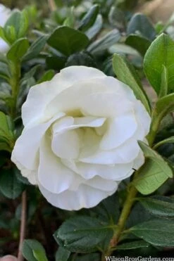 Snowball Bloom 'N Again Azalea - 2 Gallon Pot 11 Snowball Bloom 'N Again Azalea - 2 Gallon Pot -Flora Bloom Shop azalea bloom n again snowball 14