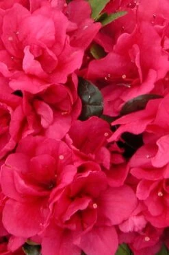 Canzonetta Azalea - 1 Gallon Pot -Flora Bloom Shop azalea canzonetta 500x750 1