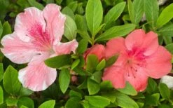 Lady Cavendish Azalea - 6 Pack Of 1 Gallon Pots -Flora Bloom Shop azalea cavendish 2 1