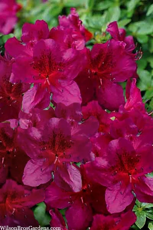 Dauntless Azalea (Glenn Dale Hydrid) - 2 Gallon Pot 1 Dauntless Azalea (Glenn Dale Hydrid) - 2 Gallon Pot
