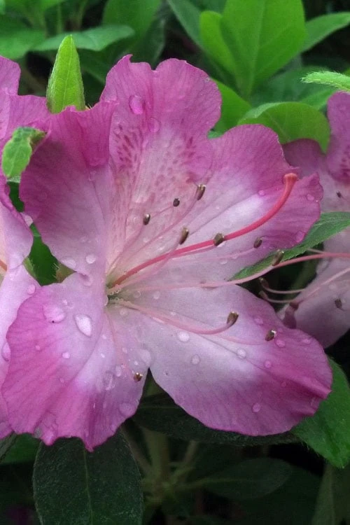 Fawn Azalea - 2 Gallon Pot 1 Fawn Azalea - 2 Gallon Pot