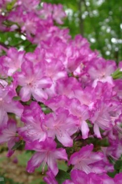 Fawn Azalea - 2 Gallon Pot 11 Fawn Azalea - 2 Gallon Pot -Flora Bloom Shop azalea fawn 6