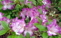 Fawn Azalea - 2 Gallon Pot 10 Fawn Azalea - 2 Gallon Pot -Flora Bloom Shop azalea fawn 7