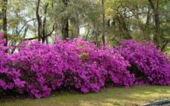 Formosa Southern Indica Azalea - 3 Gallon Pot -Flora Bloom Shop azalea formosa hedge 1
