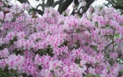 George L. Taber Southern Indica Azalea - 7 Gallon Pot 10 George L. Taber Southern Indica Azalea - 7 Gallon Pot -Flora Bloom Shop azalea george taber 10 2