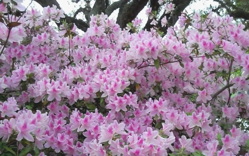George L. Taber Southern Indica Azalea - 7 Gallon Pot 5 George L. Taber Southern Indica Azalea - 7 Gallon Pot - Image 5