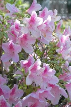 George L. Taber Southern Indica Azalea - 7 Gallon Pot 9 George L. Taber Southern Indica Azalea - 7 Gallon Pot -Flora Bloom Shop azalea george taber 11 2