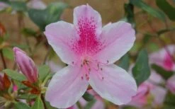 George L. Taber Southern Indica Azalea - 7 Gallon Pot 11 George L. Taber Southern Indica Azalea - 7 Gallon Pot -Flora Bloom Shop azalea george taber 13 2
